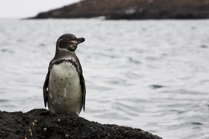 Galápagos Penguin